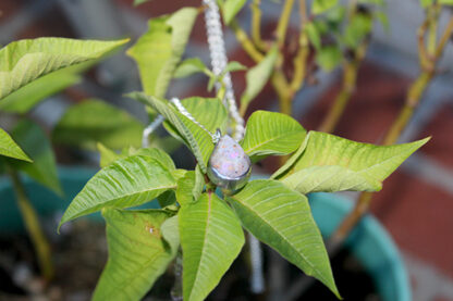 Tear Drop LA Opal Pendant with 'Wish Cave' - F398.  * - Image 5